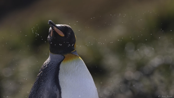 OTL25-25, Day 7, Jason Harbour 3 © Sara Jenner - Oceanwide Expeditions.jpg