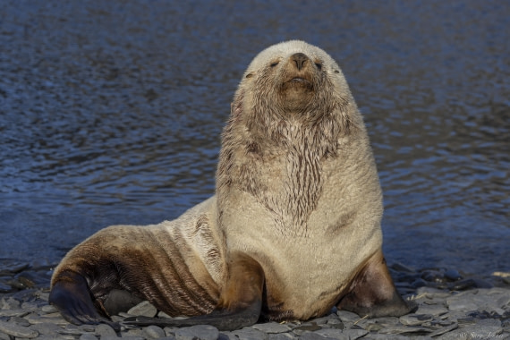 OTL25-25, Day 7, Jason Harbour 8 © Sara Jenner - Oceanwide Expeditions.jpg