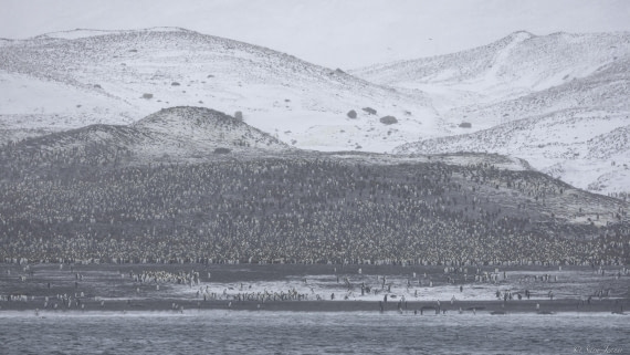 OTL25-25, Day 8, St Andrews © Sara Jenner - Oceanwide Expeditions.jpg