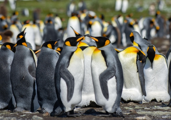 OTL25-25, Day 9, _DSC3872 © Hana Spickova - Oceanwide Expeditions.jpeg