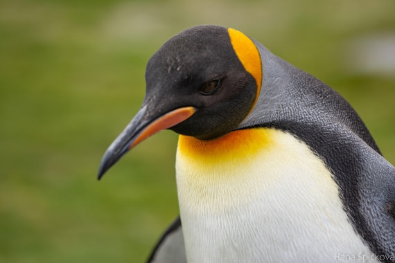 OTL25-25, Day 9, _DSC3922 © Hana Spickova - Oceanwide Expeditions.jpeg