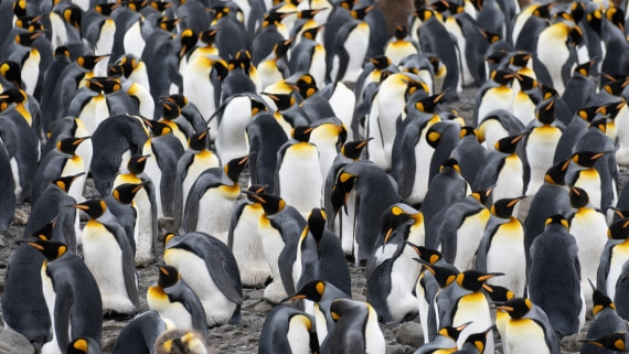 OTL25-25, Day 9, DSC01252 © Julian Robinson - Oceanwide Expeditions.jpg