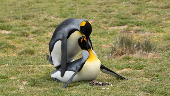 OTL25-25, Day 9, DSC01265 © Julian Robinson - Oceanwide Expeditions.jpg