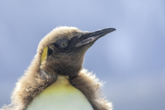 OTL25-25, Day 9, Fortuna Bay 1 © Sara Jenner - Oceanwide Expeditions.jpg
