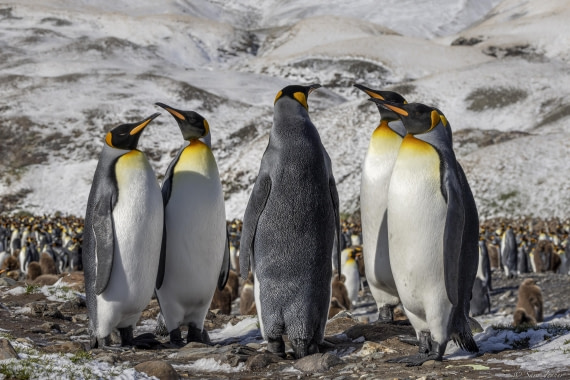 OTL25-25, Day 9, Fortuna Bay 4 © Sara Jenner - Oceanwide Expeditions.jpg