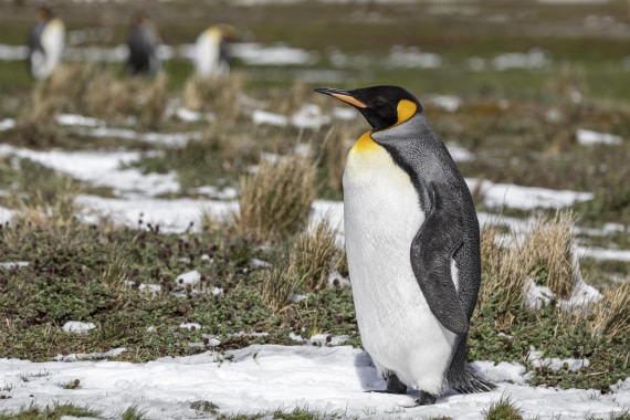 OTL25-25, Day 9, Fortuna Bay 12 © Sara Jenner - Oceanwide Expeditions.jpg