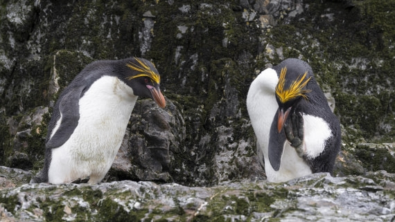OTL25-25, Day 9, Hercules bay 2 © Sara Jenner - Oceanwide Expeditions.jpg