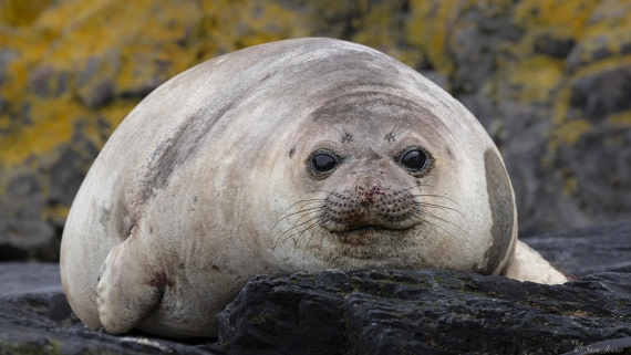 OTL25-25, Day 9, Hercules Bay 5 © Sara Jenner - Oceanwide Expeditions.jpg