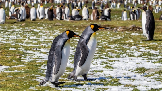 OTL25-25, Day 9, IMG_4278 © Unknown photographer - Oceanwide Expeditions.jpg