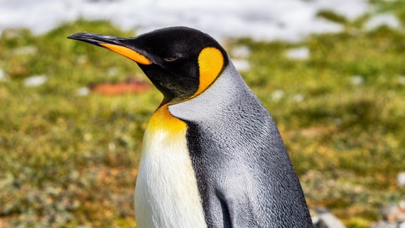 OTL25-25, Day 9, IMG_4315 © Unknown photographer - Oceanwide Expeditions.jpg