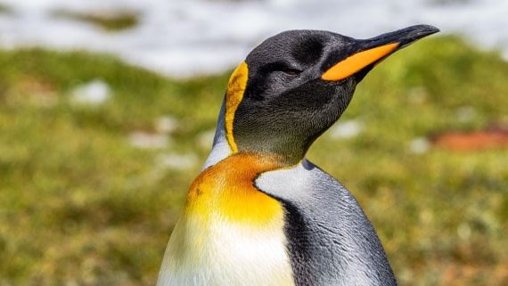 OTL25-25, Day 9, IMG_4317 © Unknown photographer - Oceanwide Expeditions.jpg