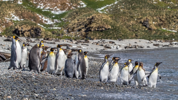 OTL25-25, Day 9, IMG_4341 © Unknown photographer - Oceanwide Expeditions.jpg