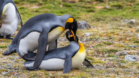 OTL25-25, Day 9, IMG_4384 © Unknown photographer - Oceanwide Expeditions.jpg