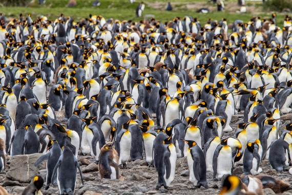 OTL25-25, Day 9, IMG_4397 © Unknown photographer - Oceanwide Expeditions.jpg