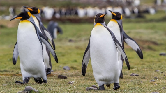 OTL25-25, Day 9, IMG_4479 © Unknown photographer - Oceanwide Expeditions.jpg