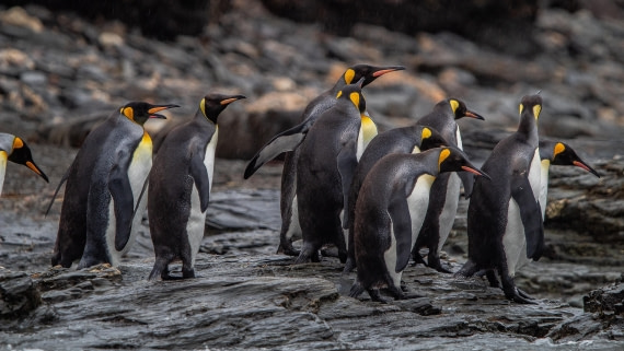 OTL25-25, Day 10, IMG_4513 © Unknown photographer - Oceanwide Expeditions.jpg