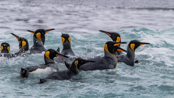 OTL25-25, Day 10, IMG_4619 © Unknown photographer - Oceanwide Expeditions.jpg