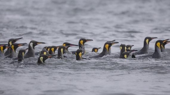 OTL25-25, Day 10, St Andrews 2 © Sara Jenner - Oceanwide Expeditions.jpg