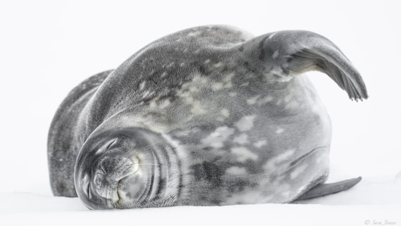 OTL25-25, Day 14, Weddell Seal 2 © Sara Jenner - Oceanwide Expeditions.jpg