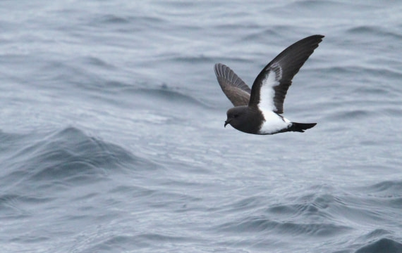 OTL25-25, Day 12, IMG_3784 © Unknown photographer - Oceanwide Expeditions.JPG