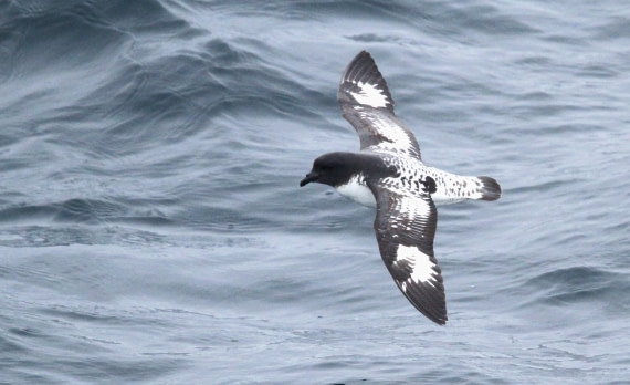 OTL25-25, Day 12, IMG_3809 © Unknown photographer - Oceanwide Expeditions.JPG