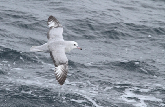 OTL25-25, Day 12, IMG_4160 © Unknown photographer - Oceanwide Expeditions.JPG