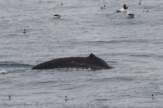 OTL25-25, Day 13, _DSC4116 © Hana Spickova - Oceanwide Expeditions.jpeg