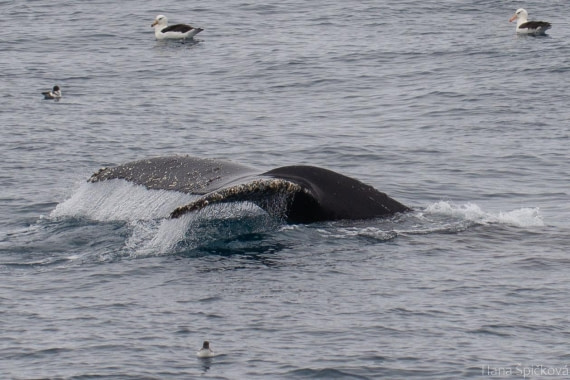 OTL25-25, Day 13, _DSC4117 © Hana Spickova - Oceanwide Expeditions.jpeg