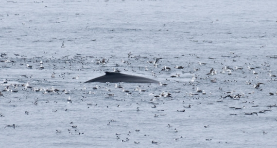 OTL25-25, Day 13, DSC01308 © Julian Robinson - Oceanwide Expeditions.jpg