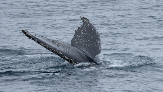 OTL25-25, Day 13, DSC01317 © Julian Robinson - Oceanwide Expeditions.jpg
