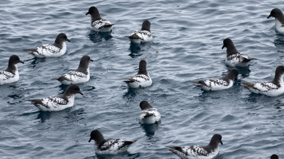 OTL25-25, Day 13, DSC01320 © Julian Robinson - Oceanwide Expeditions.jpg