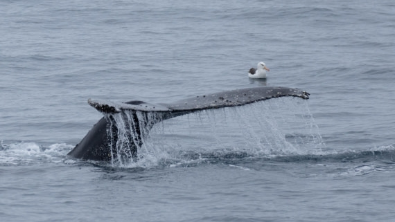 OTL25-25, Day 13, DSC01321 © Julian Robinson - Oceanwide Expeditions.jpg