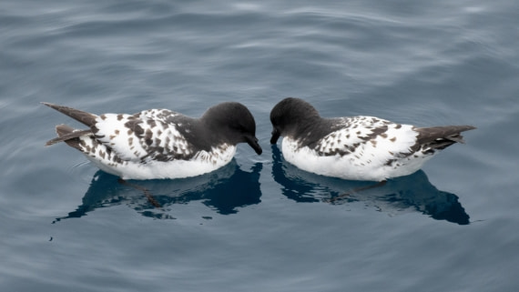 OTL25-25, Day 13, DSC01329 © Julian Robinson - Oceanwide Expeditions.jpg