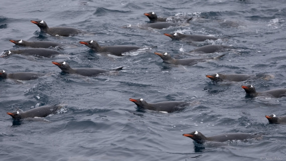 OTL25-25, Day 13, Gentoos © Sara Jenner - Oceanwide Expeditions.jpg