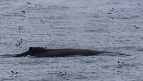 OTL25-25, Day 13, Humpback 1 © Sara Jenner - Oceanwide Expeditions.jpg