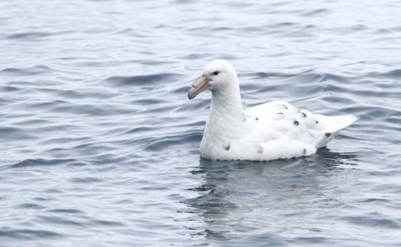 OTL25-25, Day 13, IMG_4347 © Unknown photographer - Oceanwide Expeditions.JPG