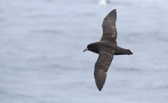 OTL25-25, Day 13, IMG_4444 © Unknown photographer - Oceanwide Expeditions.JPG