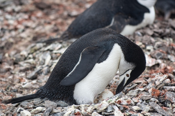 OTL25-25, Day 14, _DSC4286 © Hana Spickova - Oceanwide Expeditions.jpeg