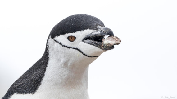 OTL25-25, Day 14, Chinstrap 2 © Sara Jenner - Oceanwide Expeditions.jpg