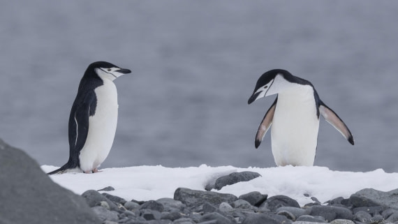 OTL25-25, Day 14, Chinstrap 4 © Sara Jenner - Oceanwide Expeditions.jpg