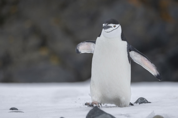 OTL25-25, Day 14, Chinstrap 5 © Sara Jenner - Oceanwide Expeditions.jpg