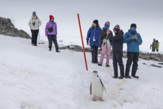 OTL25-25, Day 14, Chinstrap and guests © Sara Jenner - Oceanwide Expeditions.jpg
