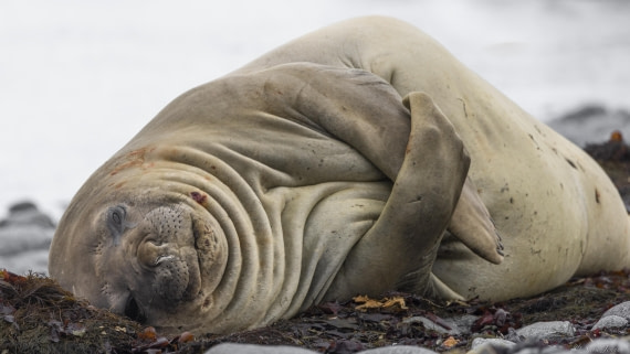 OTL25-25, Day 14, Elephant seal © Sara Jenner - Oceanwide Expeditions.jpg