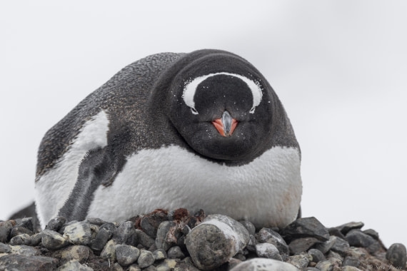 OTL25-25, Day 14, Gentoo 1 © Sara Jenner - Oceanwide Expeditions.jpg