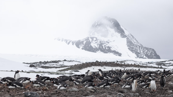 OTL25-25, Day 14, Gentoo 2 © Sara Jenner - Oceanwide Expeditions.jpg