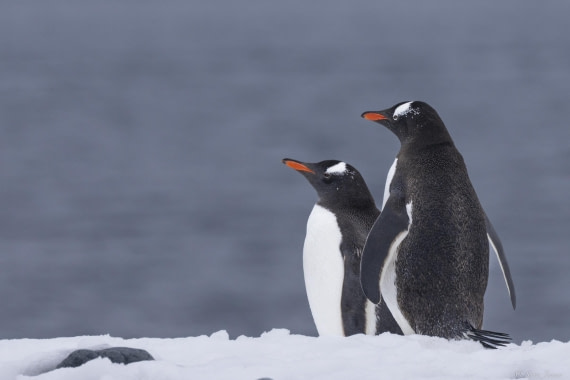 OTL25-25, Day 15, Gentoos © Sara Jenner - Oceanwide Expeditions.jpg