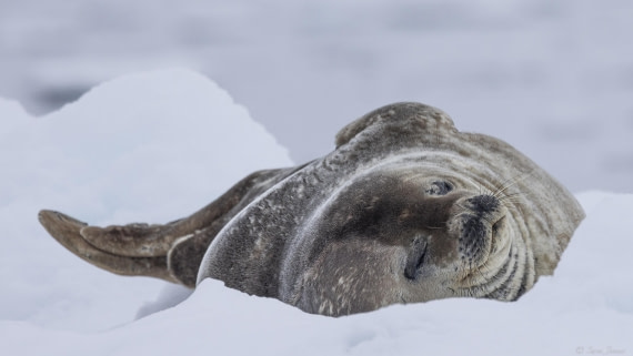 OTL25-25, Day 16, Flanders Bay 1 © Sara Jenner - Oceanwide Expeditions.jpg