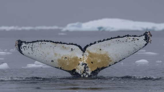 OTL25-25, Day 16, Flanders Bay 3 © Sara Jenner - Oceanwide Expeditions.jpg