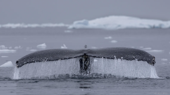 OTL25-25, Day 16, Flanders Bay 4 © Sara Jenner - Oceanwide Expeditions.jpg