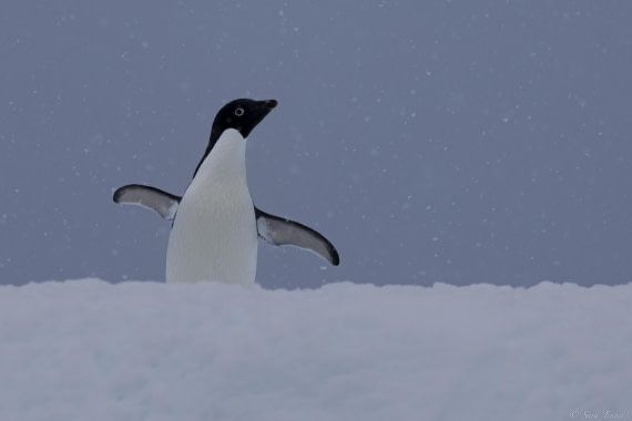 OTL25-25, Day 16, Flanders Bay 5 © Sara Jenner - Oceanwide Expeditions.jpg